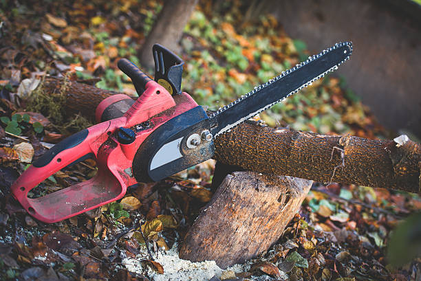 Local Tree Service Specialists